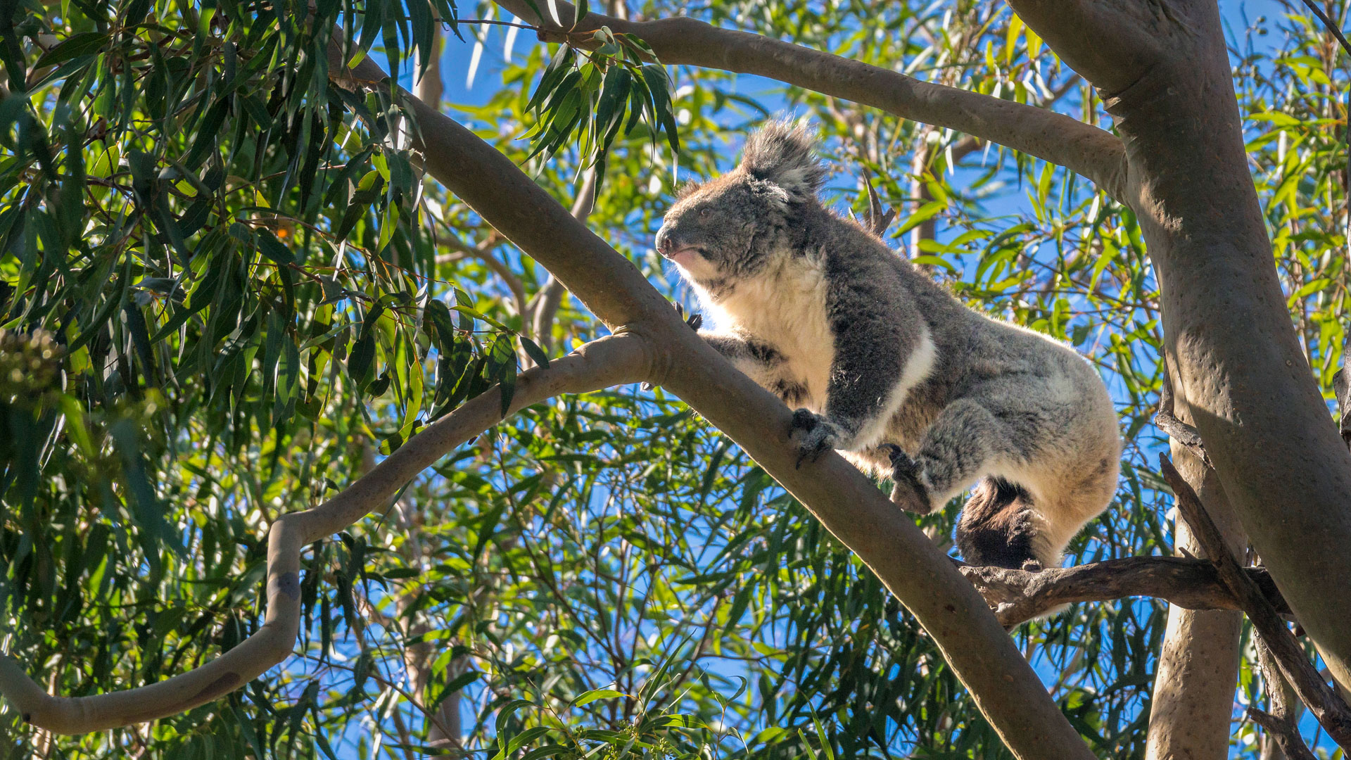 Yanchep National Park - Koala